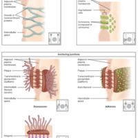 Types of Cell Junctions