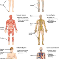 102_Organ_Systems_of_Body(Page1).jpg