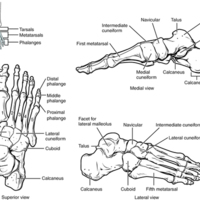 Bones of the Foot.jpg
