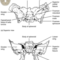Sphenoid Bone 