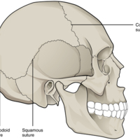 Suture Joints of Skull 
