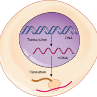 From DNA to Protein Transcription through Translation.jpg