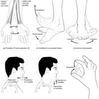 Movements of the Body, Part 2.jpg