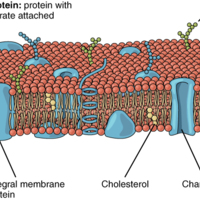 Cell Membrane.jpg