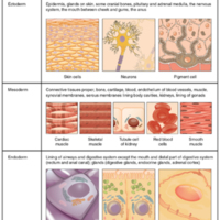 Embryonic Origin of Tissues.jpg