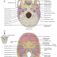 External and Internal Views of Base of Skull.jpg