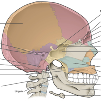 Sagittal Section of Skull 