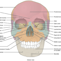 Anterior View of Skull 