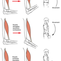 Types of Muscle Contractions 