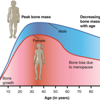 Graph Showing Relationship Between Age and Bone Mass 
