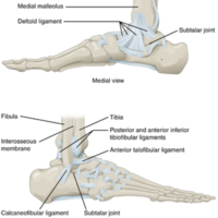 Ankle Joint 