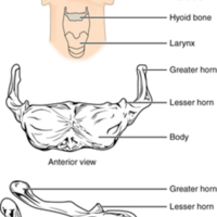 Hyoid Bone.jpg