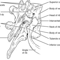 Rib Articulation in Thoracic Vertebrae