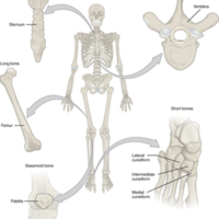 Classifications of Bones 