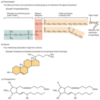 Other Important Lipids 