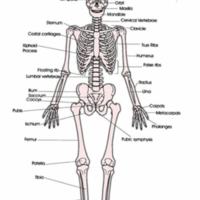 Human Anatomy.jpg