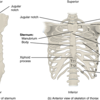 Thoracic Cage.jpg