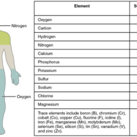 Elements of the Human Body 