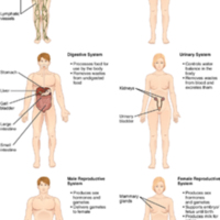 102_Organ_Systems_of_Body(Page2).jpg