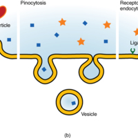 Three Forms of Endocytosis.jpg