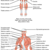 Overview of the Muscular System 