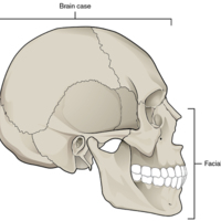 Parts of the Skull.jpg