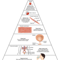 Levels of Structural Organization of the Human Body