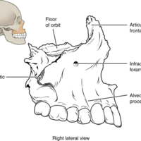 Maxillary Bone 