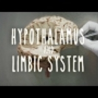 Hypothalamus and Limbic System - UBC Neuroanatomy - Season 1 - Ep 4