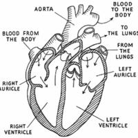 Human Anatomy_Circulatory System.jpg