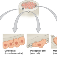 Bone Cells 