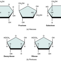 Monosaccharides.jpg