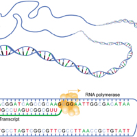 Transcription from DNA to mRNA.jpg