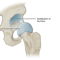Multiaxial Joint 