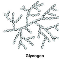 Polysaccharides