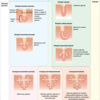 Types of Exocrine Glands