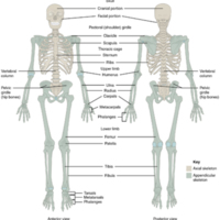 Axial and Appendicular Skeleton.jpg
