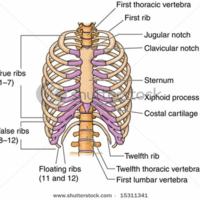 Human Anatomy_ImmelOrganSystems - Skeletal System.jpg