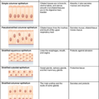 Summary of Epithelial Tissue Cells