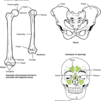 Bone Features 