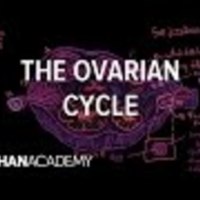 The Ovarian Cycle