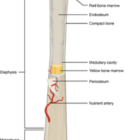 Anatomy of a Long Bone.jpg