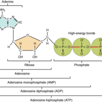 Adenosine Triphosphate.jpg