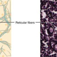 Reticular Tissue 