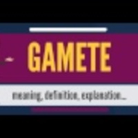 Gamete