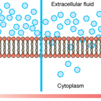 Simple Diffusion across the Cell (Plasma) Membrane