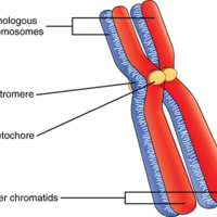 A Homologous Pair of Chromosomes with their Attached Sister Chromatids.jpg