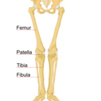 629px-Human_leg_bones_labeled.svg.png