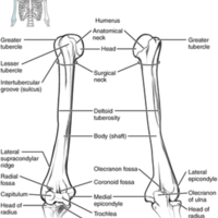 Humerus and Elbow Joint 
