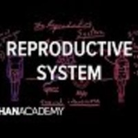 Reproductive system physiology